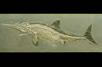 Fossil im Urwelt-Museum Hauff