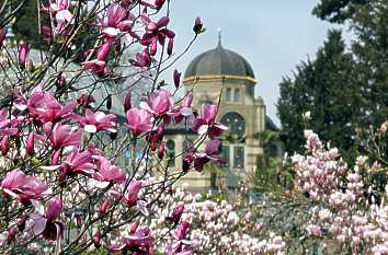 Magnolien vor Belvedere der Wilhelma