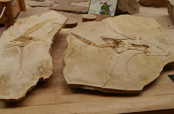 Fossile Abdrücke in der Fährtenhalle