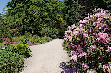 Rhododendronpark im Park der Gärten in Bad Zwischenahn
