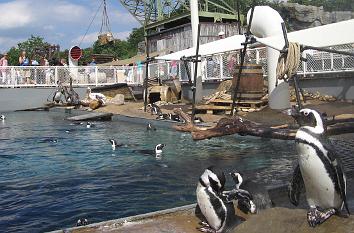 Pinguine auf dem Schiff im Zoo Hannover
