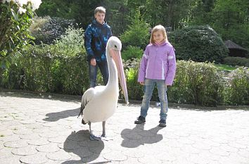 Pelikan im Vogelpark Walsrode