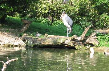 Wasserlandschaft im Vogelpark Heiligenkirchen