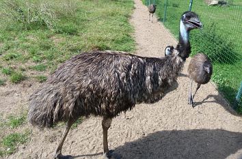 Emu im Bernburger Zoo
