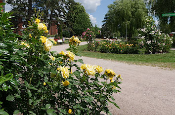 Gelbe Rosen im Rosarium Uetersen