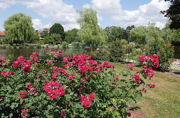 Rote Rosen am Mühlenteich Rosengarten Uetersen
