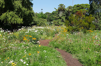 Wildblumen im botanischen Garten Sydney