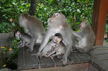 Affen im Affenwald von Ubud