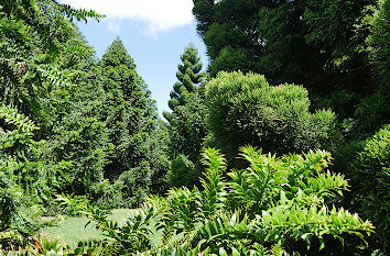 Koniferen im Botanischen Garten Auckland