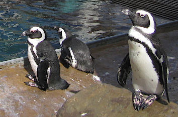 Pinguine im Tierpark