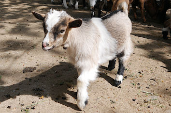 Tierparks in Bayern