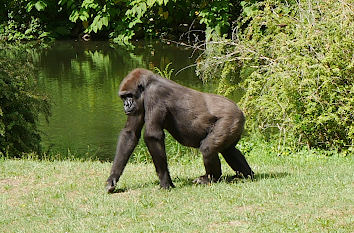 Affe im Tierpark