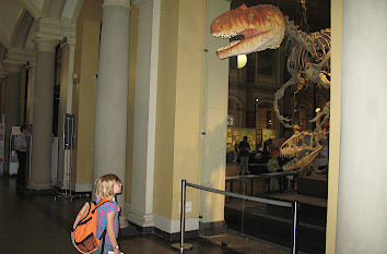 Saurierkopf im Naturkundemuseum in Berlin