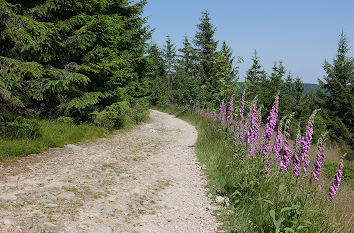 Wanderweg zum Altkönig im Taunus