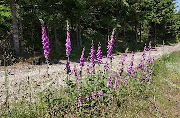 Wanderweg am Altkönig im Taunus