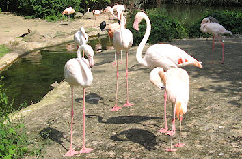 Flamingos im Tierpark