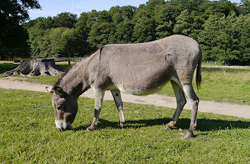 Tierpark Sababurg