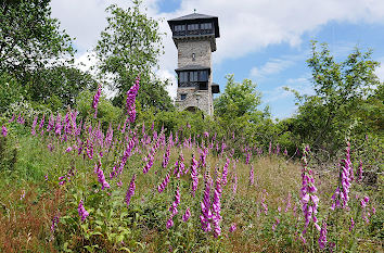 Fingerhut auf dem Herzberg im Hochtaunus