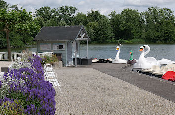 Tretbootschwäne Kurpark Bad Nauheim