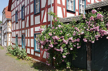 Gasse mit Rosen in Idstein