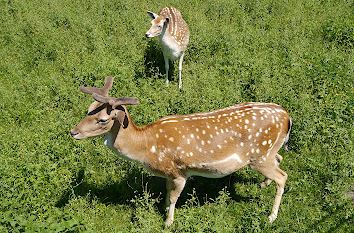 Tierparks und Wildparks