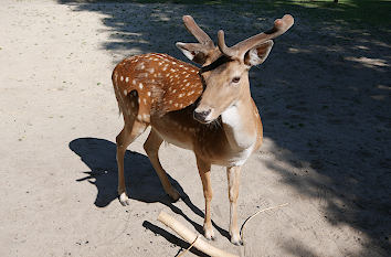 Wild im Tierpark