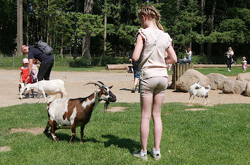 Wildpark Schwarze Berge