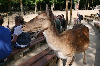 Wildpark Schwarze Berge