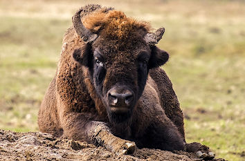 Wisent im Wisentgehege