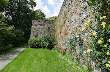 Gelbe Rosen an der Schlossmauer in Berleburg