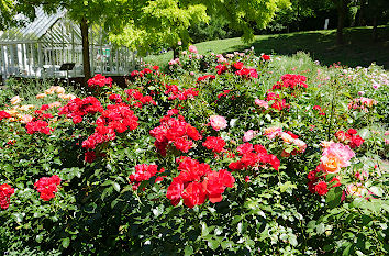 Rosengarten im Sauerlandpark Hemer