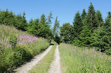 Wanderweg Rothaarsteig im Rothaargebirge