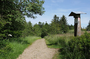 Rothaarsteig am Kahlen Asten