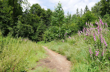 Rothaarsteig bei Oberhundem