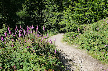 Weg zum Wasserfall Plästerlegge