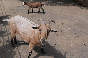 Streichelzoo im Wildpark Bad Marienberg