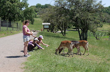 Wildpark Freisen