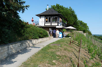 Weinberg am Blütengrund in Naumburg