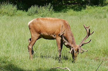 Wildpark im Harz