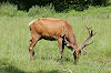 Wildpark Christianental in Wernigerode