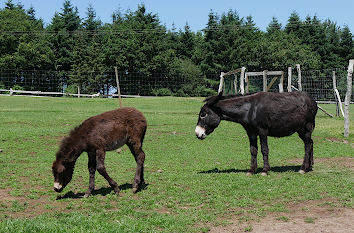 Tierparks