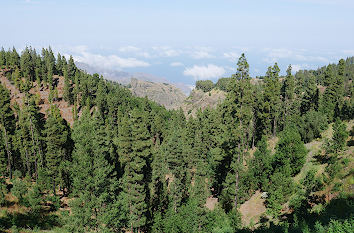 Kiefernwälder Insel Santo Antão Kap Verden