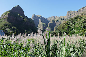 Zuckerrohrfeld auf Santo Antão